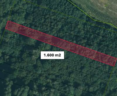 Dúbrava (Snina) - 1.600 m2 LES v podiele 1/1 – NA PREDAJ