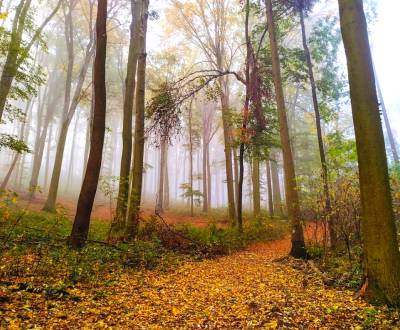 Podhradie (MT) – 19.000 m2 ORNÁ PÔDA a LES - Na predaj