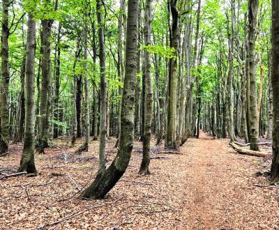 Hontianske Tesáre – 1.716 m2 LESNÉ POZEMKY