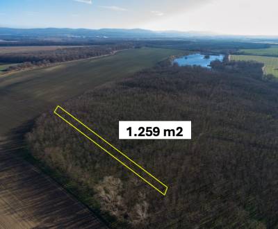 Vysoká pri Morave – 1.259 m2 LES podiel 1/1 – Predaj