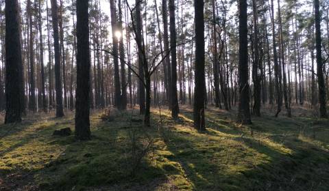 LESNÝ POZEMOK, ZÁVOD