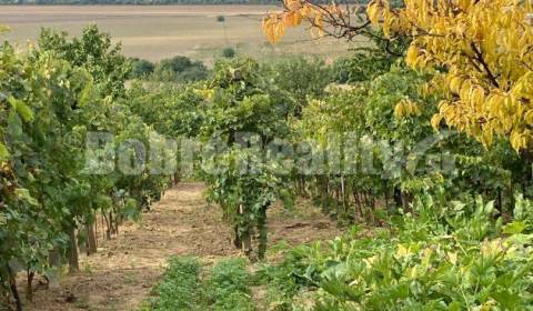 Záhrada s vinicou na predaj.