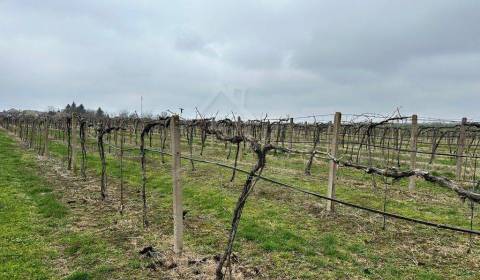 Krásny vinohrad na veľkom pozemku vo vinohradníckej oblasti v obci Str