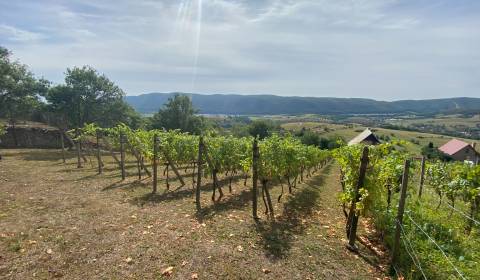 PREDAJ Nádherná vinica s chatkou, Hrušov