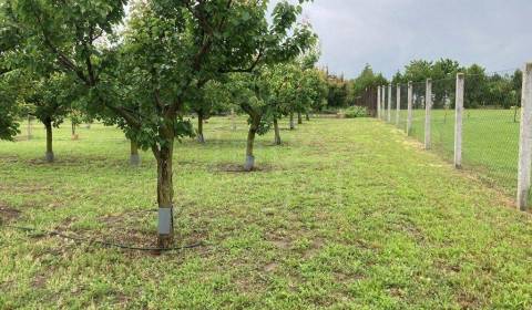 Marhuľový sad na rozľahlom pozemku s možnosťou výstavby rodinného domu