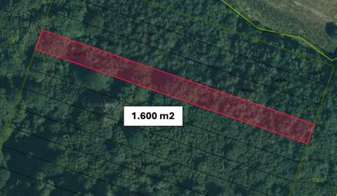 Dúbrava (Snina) - 1.600 m2 LES v podiele 1/1 – NA PREDAJ