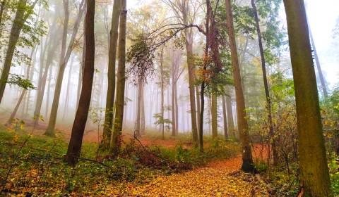 Podhradie (MT) – 19.000 m2 ORNÁ PÔDA a LES - Na predaj