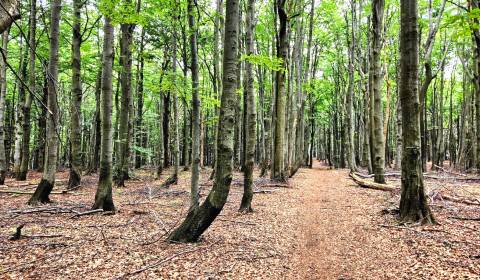 Hontianske Tesáre – 1.716 m2 LESNÉ POZEMKY