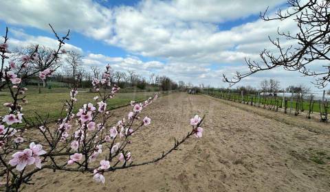 Starostlivo obrábaná záhrada s vinicou na priestrannom pozemku v obci 