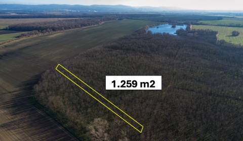 Vysoká pri Morave – 1.259 m2 LES podiel 1/1 – Predaj