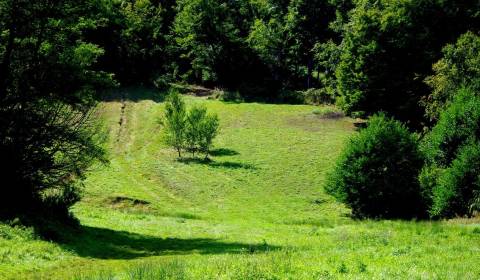 Hľadáme pre klienta: Rekreačný pozemok pri lese; cca 4500-5000m2